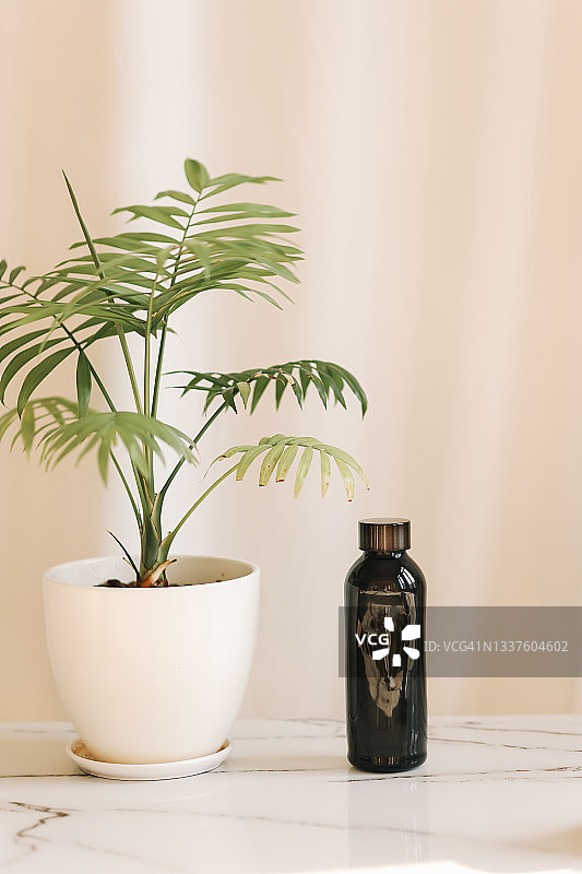 白色花盆里长着绿叶的棕竹，浅色背景上放着深色环保塑料水瓶图片素材