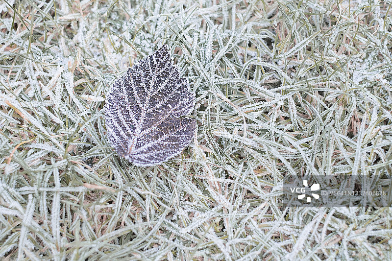 近距离拍摄的覆盖着霜的叶子图片素材