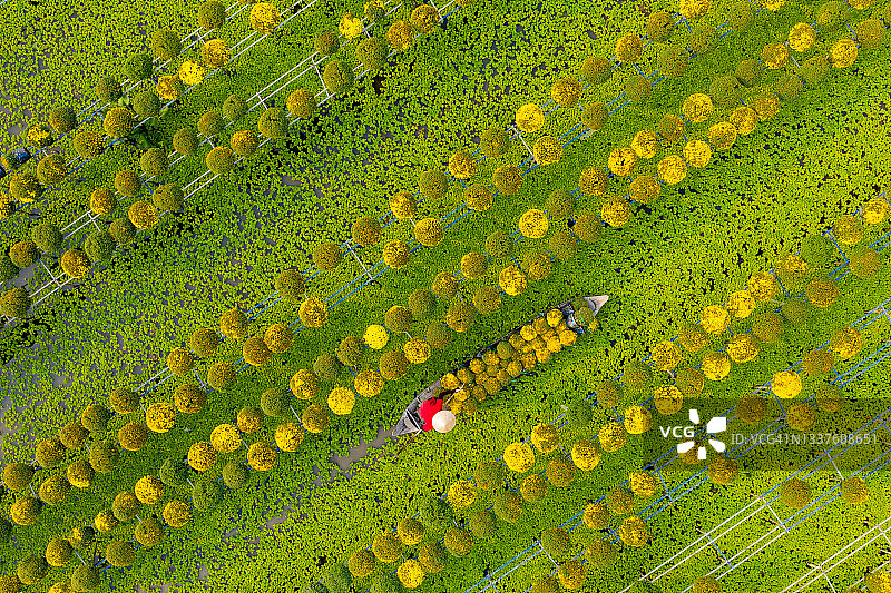 越南文化——湄公河三角洲沙沥花村花卉之都鸟瞰图图片素材