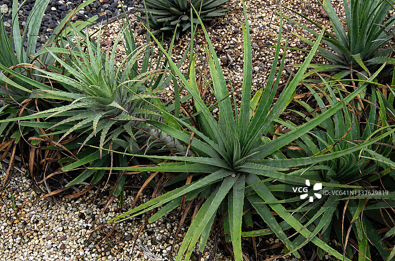 戴工作手套的刺猬图片素材