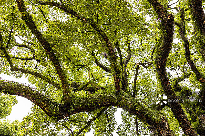 日本的百年老树图片素材