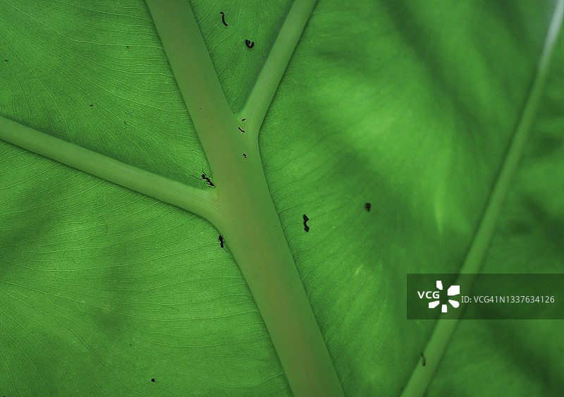 蚂蚁爬上绿叶图片素材