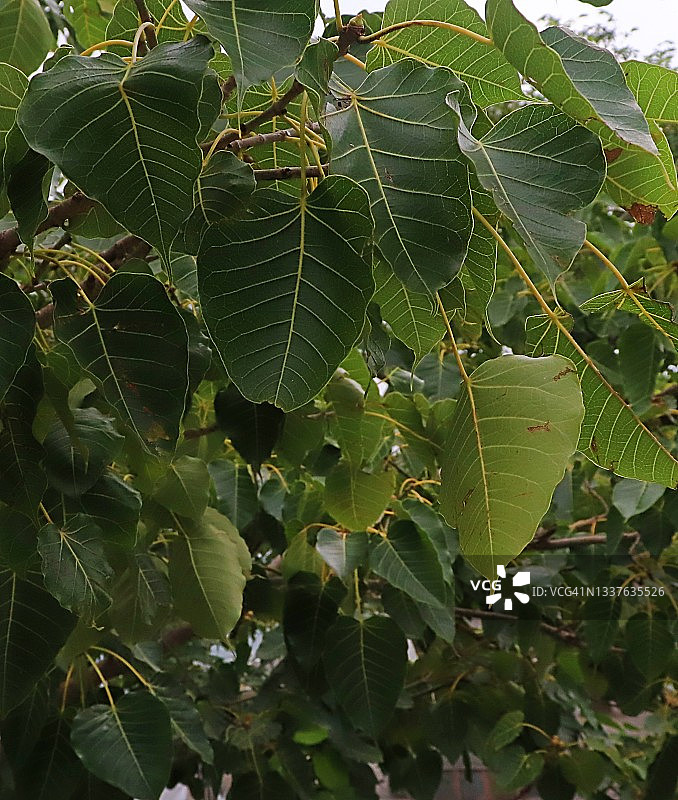 菩提树／印度菩提树／毕钵罗树图片素材