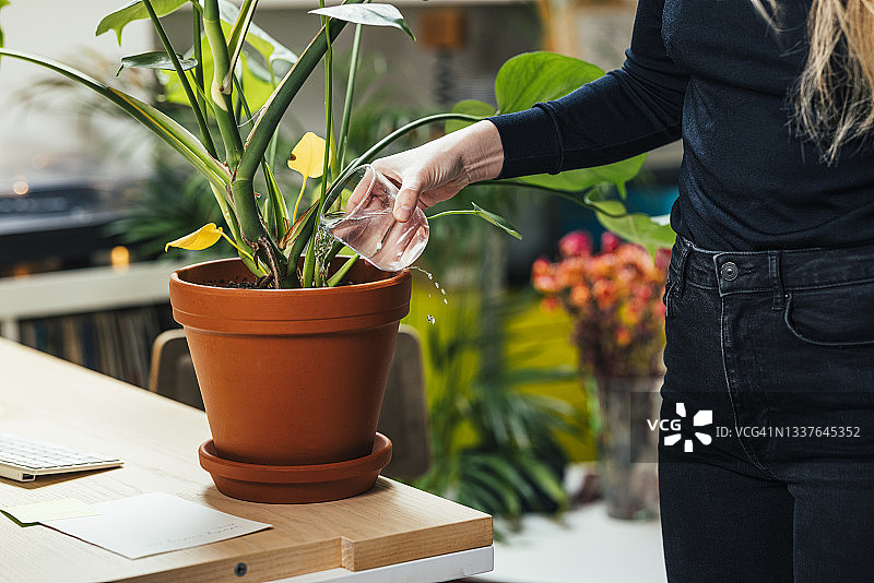 一位匿名女士在家浇花图片素材