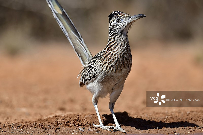 野生走鹃鸟肖像图片素材