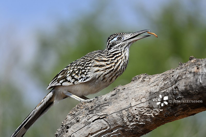 美国德克萨斯州的走鹃和虫子图片素材