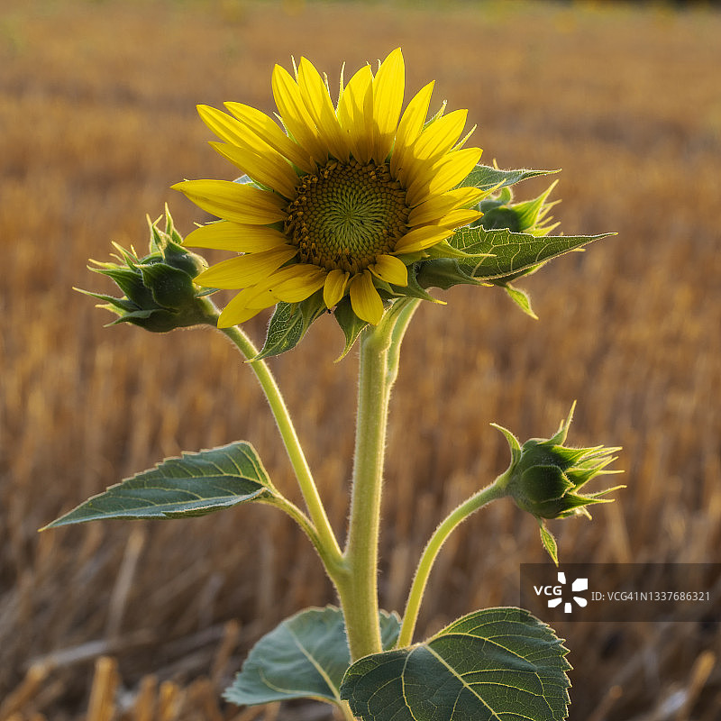 夏季农业田中盛开的向日葵图片素材