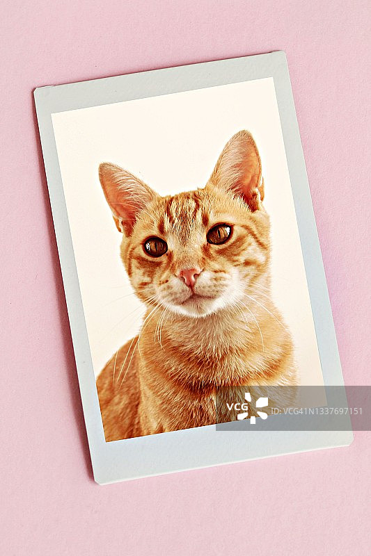 姜黄色猫咪的宝丽来照片图片素材