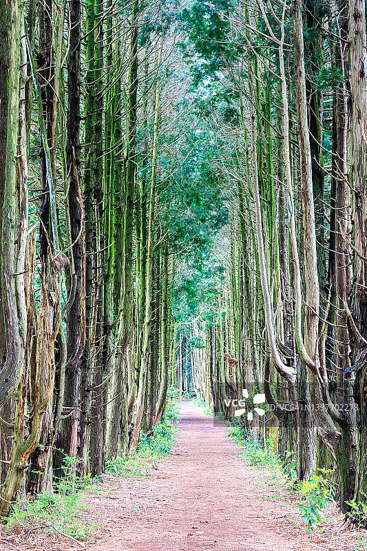 韩国济州岛秘密森林中的日本扁柏路图片素材