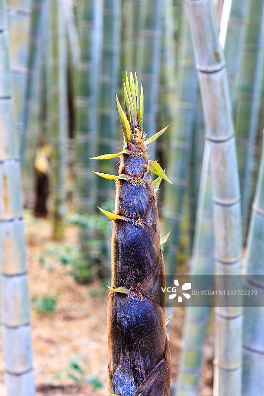 竹笋图片素材