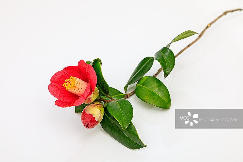 山茶花图片素材