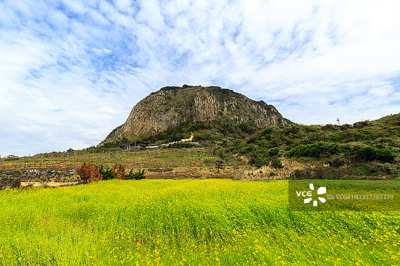 山房山和油菜籽田，韩国济州岛图片素材