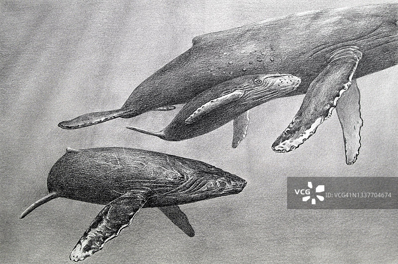 鲸鱼插画铅笔画图片素材