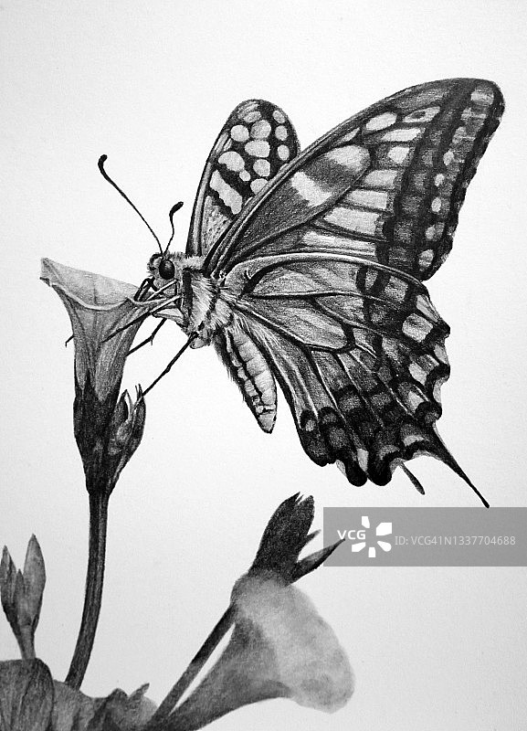 花上的蝴蝶插画铅笔画图片素材