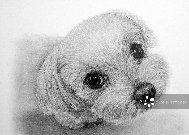 小狗，插画，铅笔画图片素材