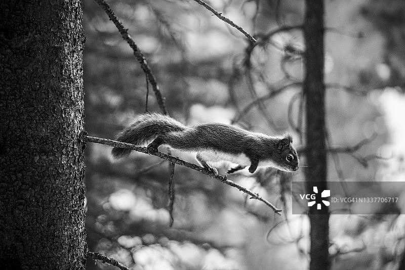 在加拿大艾伯塔省坎莫尔从树枝上跳跃的红松鼠图片素材