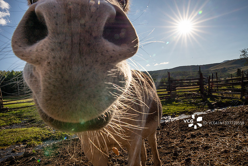 牧场上驴的特写（黄昏）图片素材