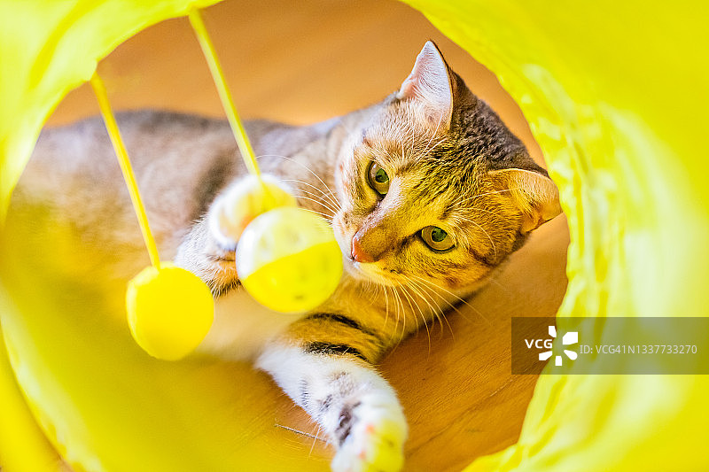在黄色隧道里玩耍的猫图片素材