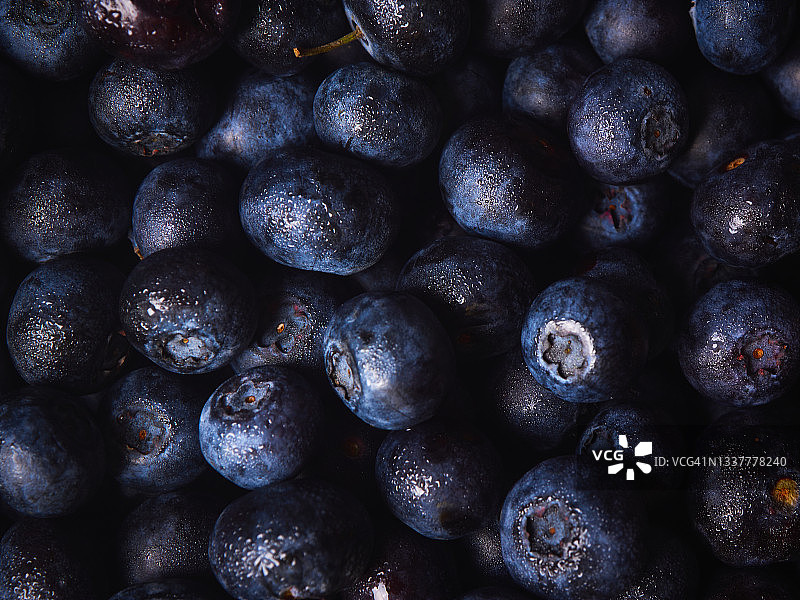 蓝莓背景设计图片素材