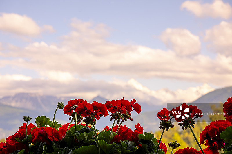 克兰蒙塔纳雪山全景花坛，海拔4505米图片素材