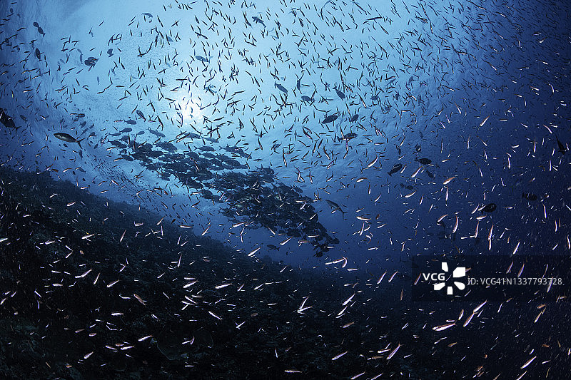 巴布亚新几内亚，父亲礁区域的大群镰鱼图片素材