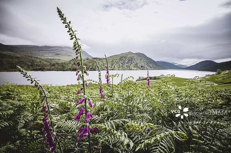 英国苏格兰高地洛赫阿尔凯格的毛地黄图片素材