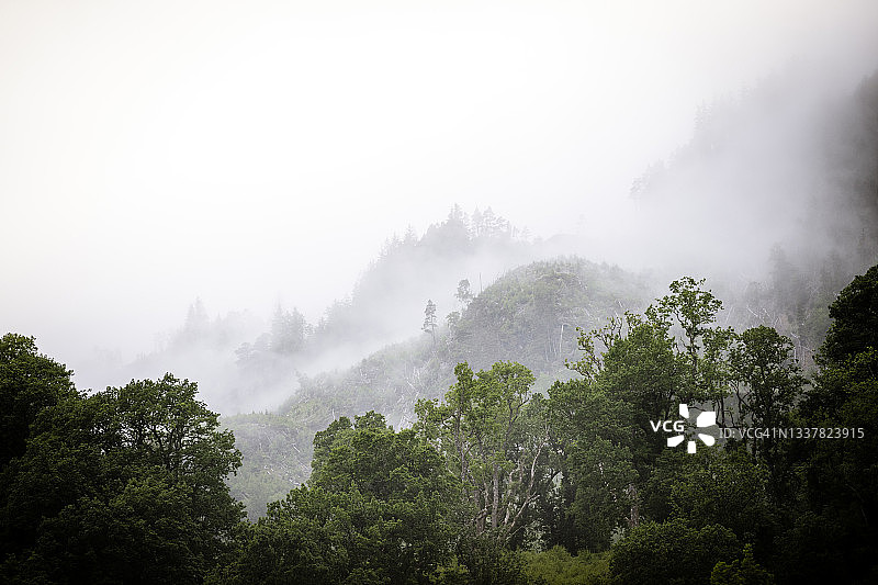 英国苏格兰高地森林与薄雾图片素材