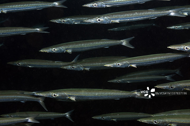 南方魣鱼群图片素材