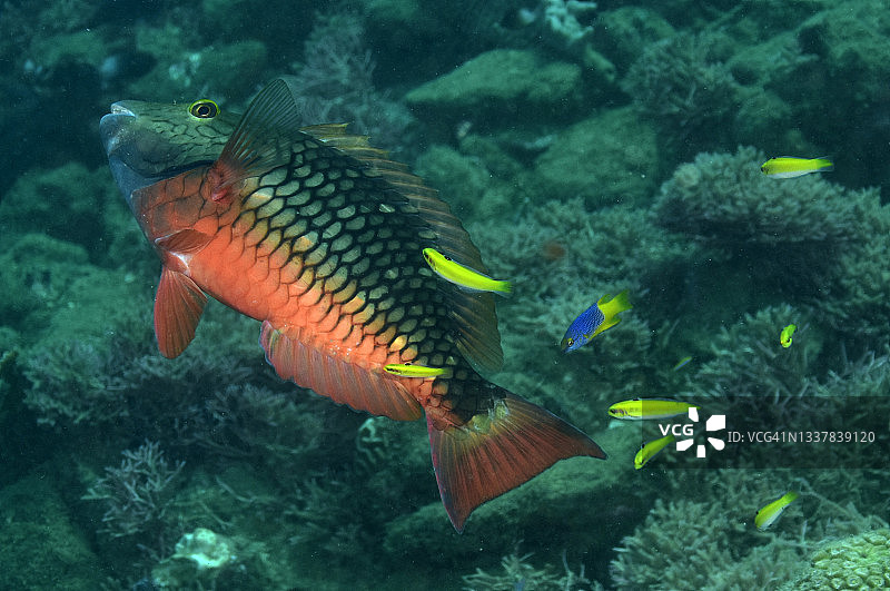 红绿灯鹦鹉鱼图片素材