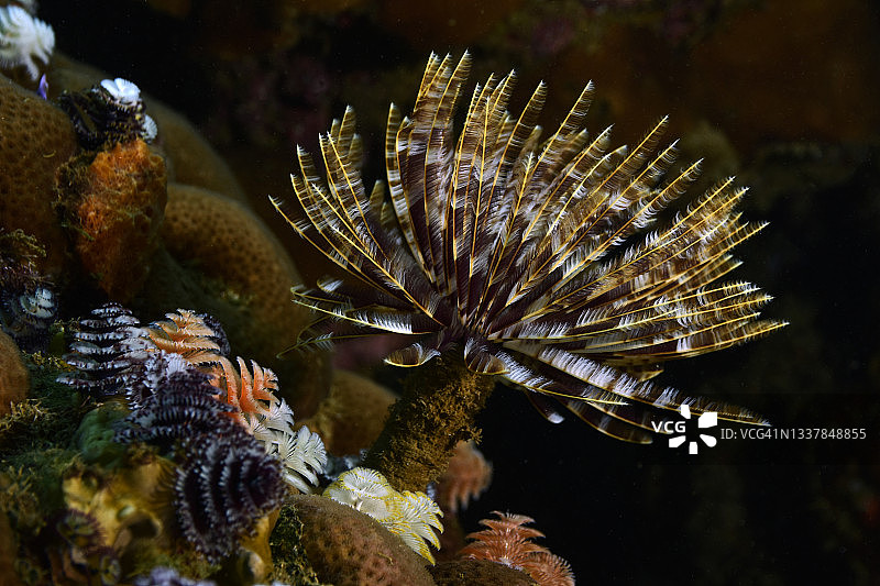 华丽的羽毛掸子图片素材