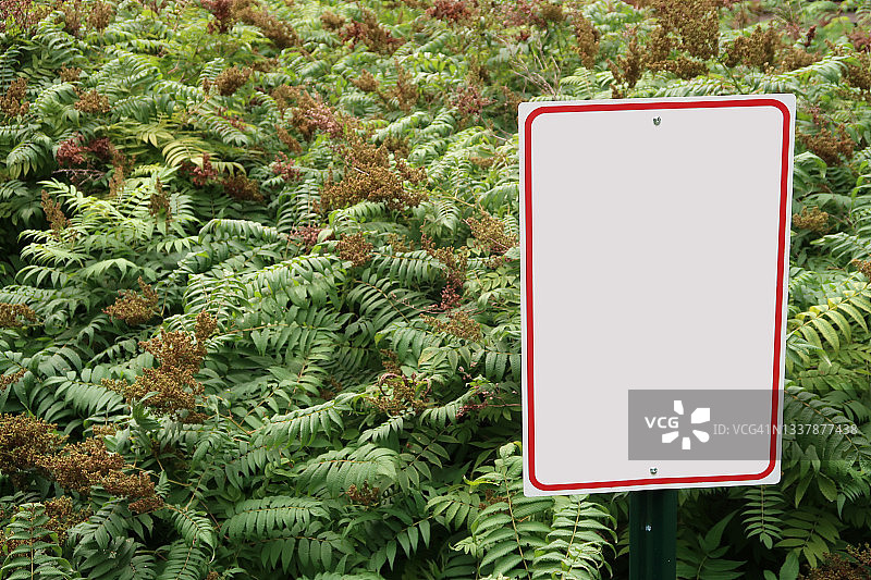 空白白色矩形标牌灌木丛前图片素材