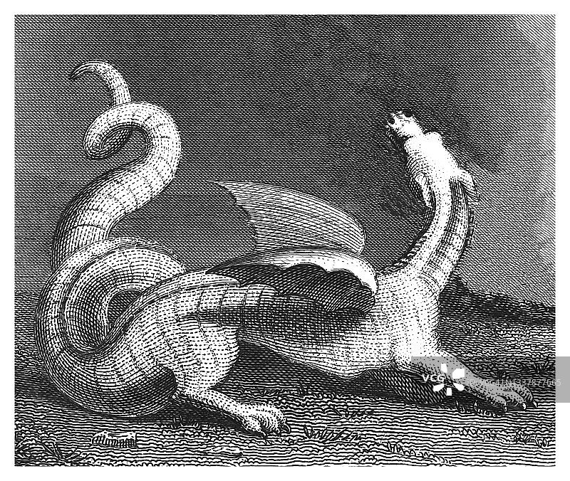 白龙的古老雕刻插图图片素材