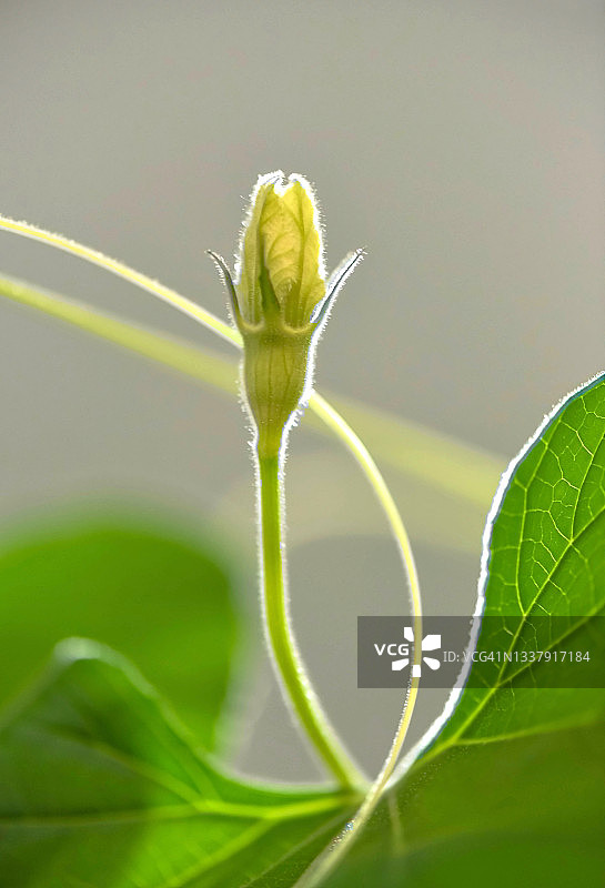 葫芦花蕾特写图片素材
