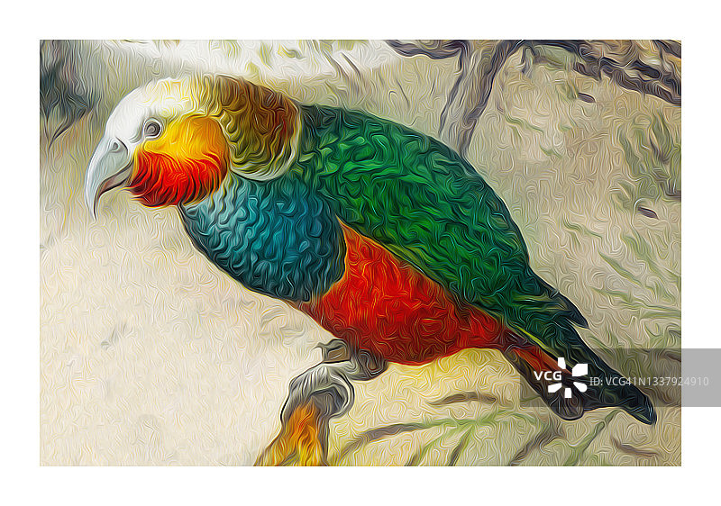 未成年啄羊鹦鹉古老雕刻插图图片素材