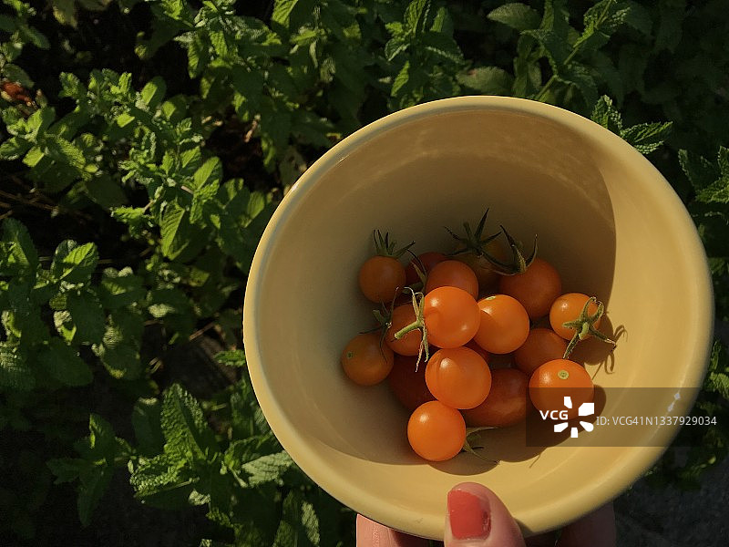 手持一碗新鲜采摘的番茄的个人视角图片素材
