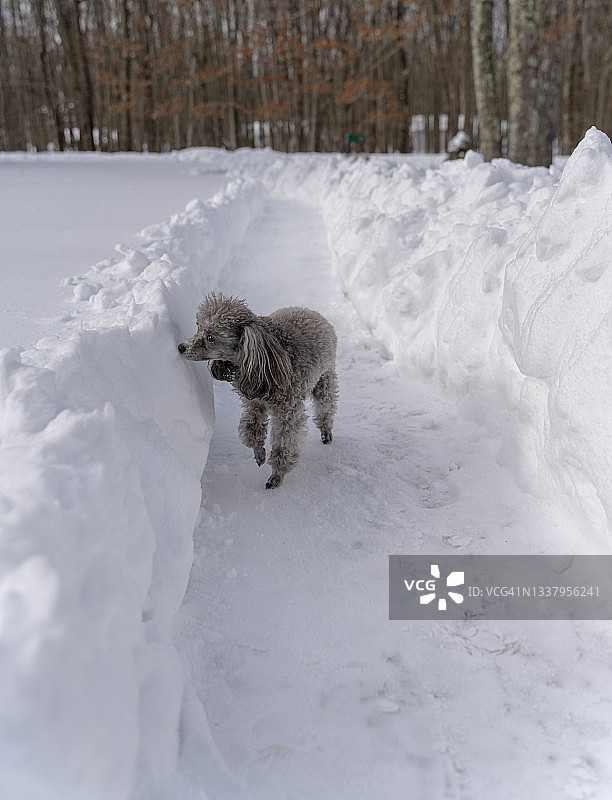 雪后，迷你玩具贵宾犬在刚清理过的车道上嗅雪图片素材