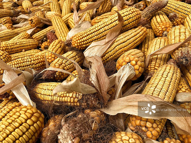 玉米图片素材