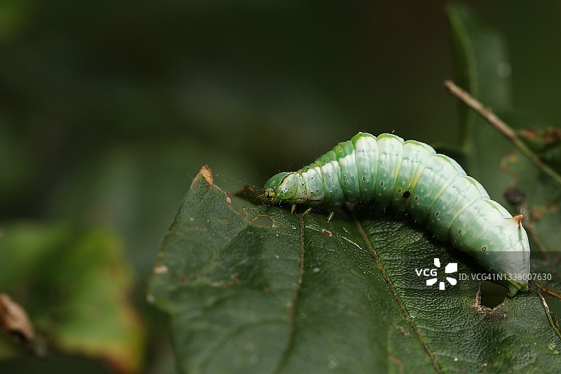枫树蛾毛毛虫啃食枫树叶子图片素材