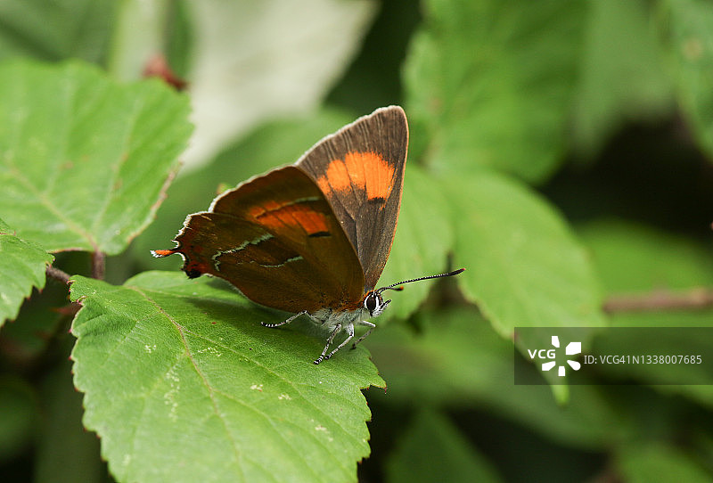 罕见的朴树灰蝶停留在张开翅膀的树叶上图片素材