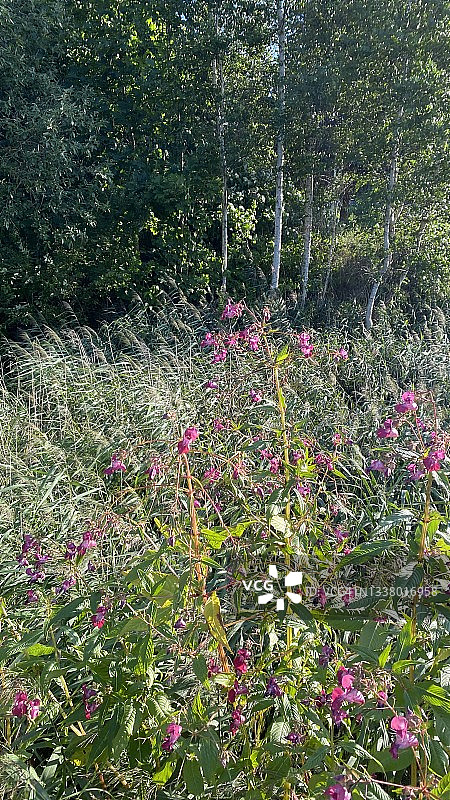 夏季绿色草地和盛开的柳兰自然风光图片素材