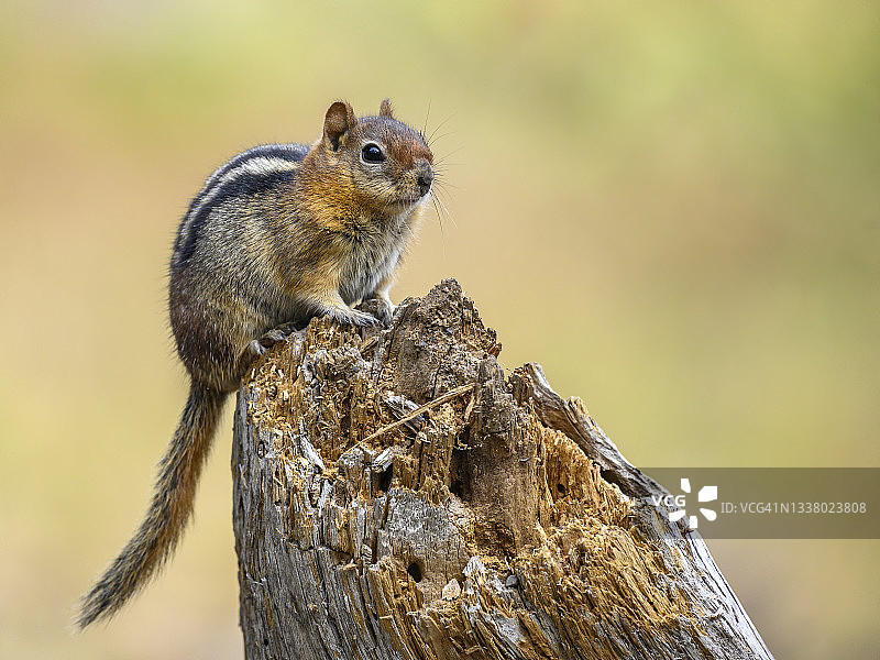 金背地松鼠图片素材