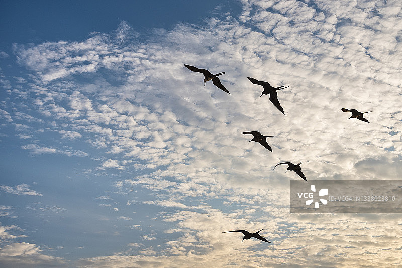 在哈利斯科州巴亚尔塔港班德拉斯湾上空飞翔的大军舰鸟图片素材