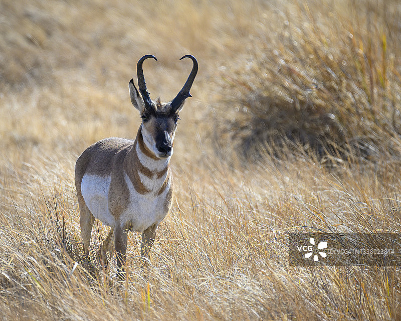 俄勒冈州东南部哈特山国家羚羊保护区的叉角羚雄鹿图片素材