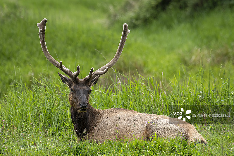 罗斯福麋鹿在俄勒冈州里兹波特迪安溪麋鹿观景区图片素材