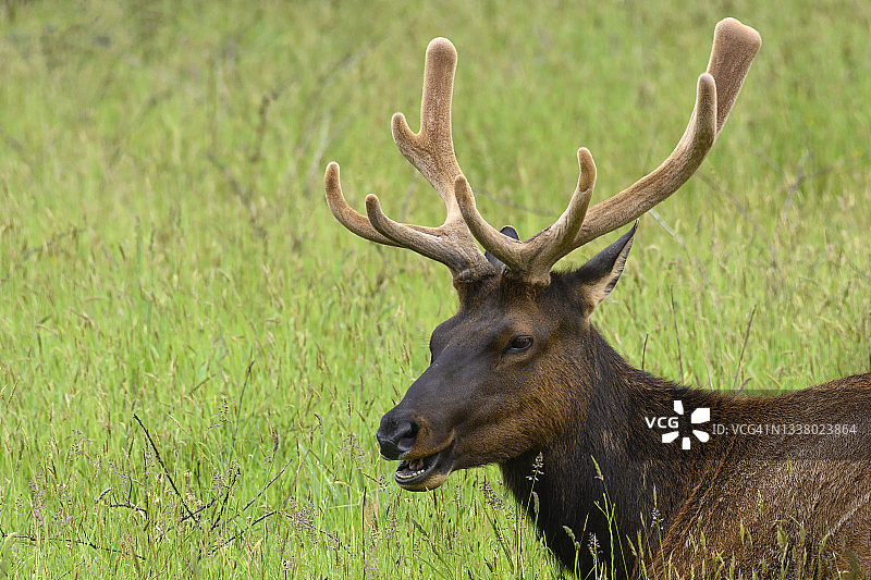 在北加利福尼亚州草原溪红杉州立公园中，长着天鹅绒角的雄麋鹿图片素材