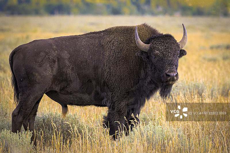 美国怀俄明州大提顿国家公园羚羊平原上的野牛图片素材