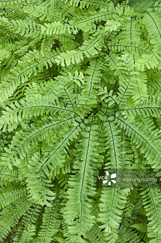 铁线蕨；俄勒冈州麦肯齐河塔莫利奇水池图片素材