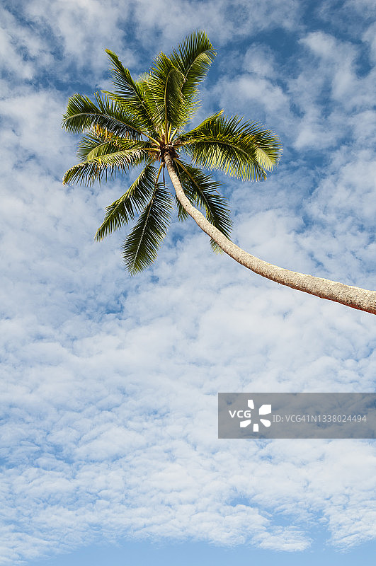 蓝天椰子树与云朵，斐济珊瑚海岸图片素材