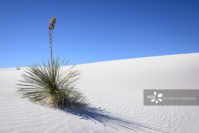 新墨西哥州白沙国家公园沙丘上的丝兰图片素材