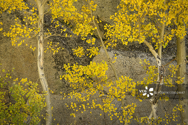 加利福尼亚内华达山脉东部主教溪南叉路旁的白杨树图片素材